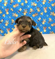 Tiny Luke male, a male Yorkshire Terrier for sale in Winnsboro, LA – 1 of 2