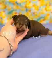 Mini Ricky male, a male Miniature Schnauzer for sale in Winnsboro, LA – 1 of 1