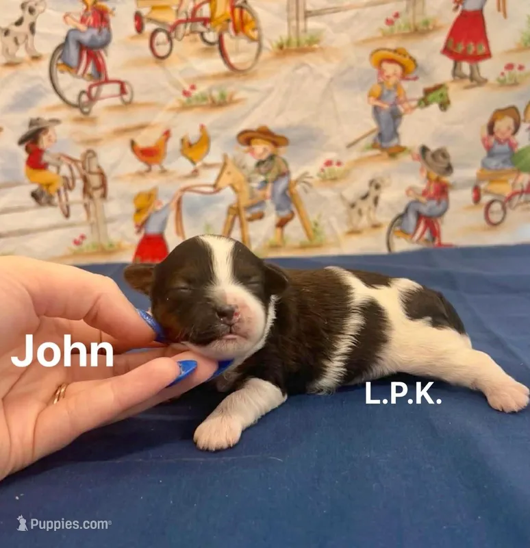 Tiny John Male yorkie poo – Yorkipoo puppy for sale in Winnsboro, LA