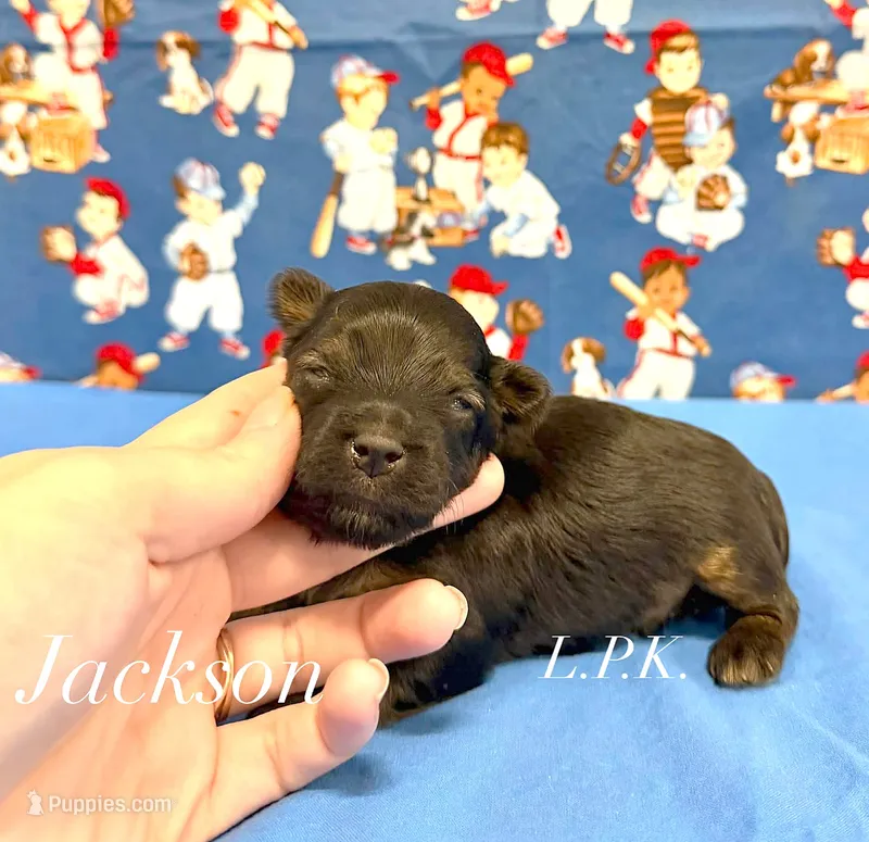 Tiny Jackson male – Yorkshire Terrier puppy for sale in Winnsboro, LA