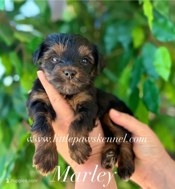 Tiny Marley male – Yorkshire Terrier puppy for sale in Winnsboro, LA