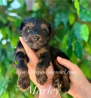 Tiny Marley male, a male Yorkshire Terrier for sale in Winnsboro, LA – 1 of 1