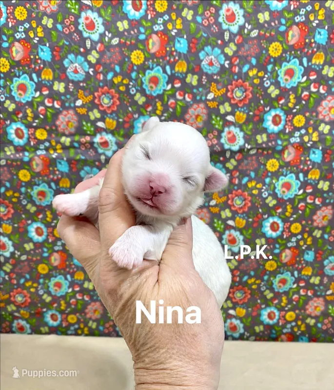 Tiny Nina