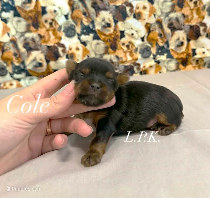 Tiny Cole male – Yorkshire Terrier puppy for sale in Winnsboro, LA