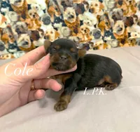 Tiny Cole male, a male Yorkshire Terrier for sale in Winnsboro, LA – 1 of 1