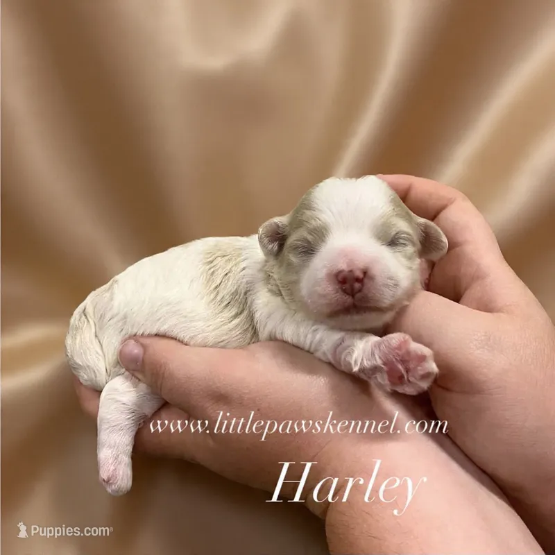 Harley – Maltipoo puppy for sale in Winnsboro, LA