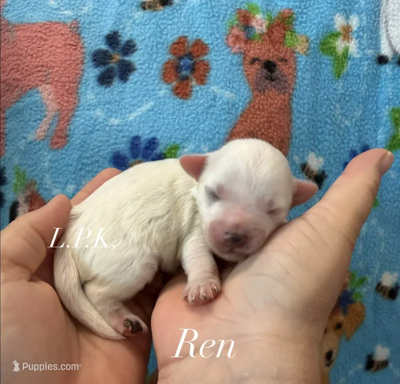 Ren – Maltipoo puppy for sale in Winnsboro, LA