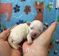 Ren, a female Maltipoo for sale in Winnsboro, LA – 1 of 1