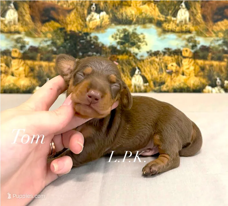 Mini Long coat Tom, a male Miniature Dachshund for sale in Winnsboro, LA – 1 of 2