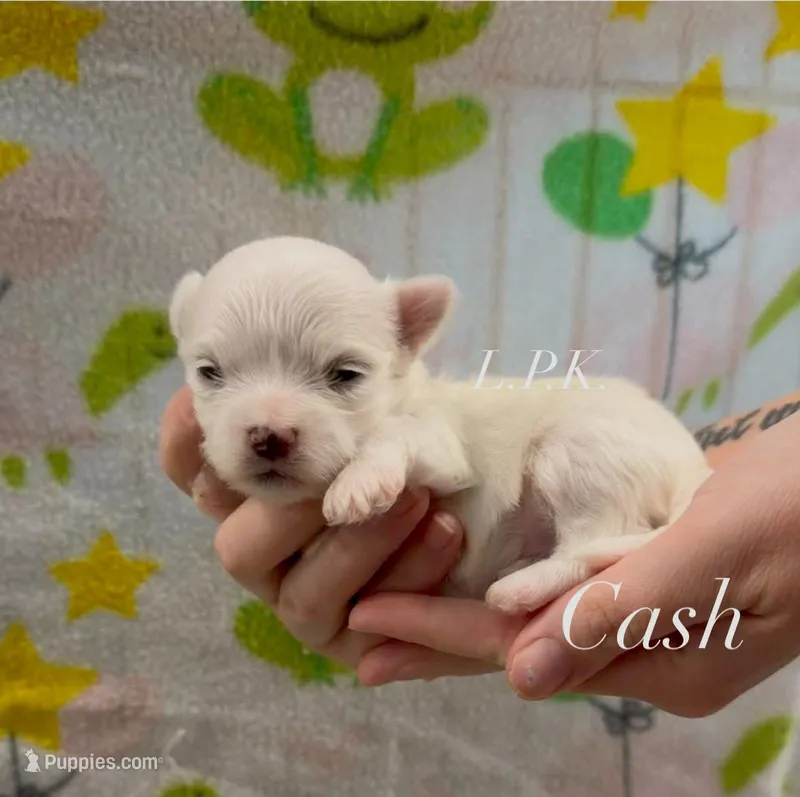 Cash – Maltese puppy for sale in Winnsboro, LA