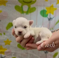 Cash, a male Maltese for sale in Winnsboro, LA – 1 of 1