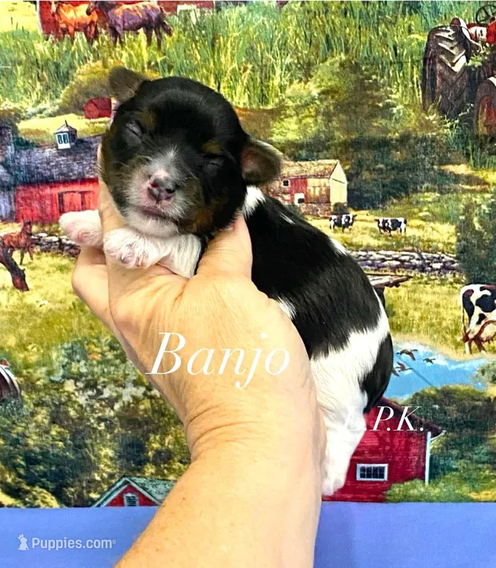 Tiny Banjo – Yorkshire Terrier puppy for sale in Winnsboro, LA