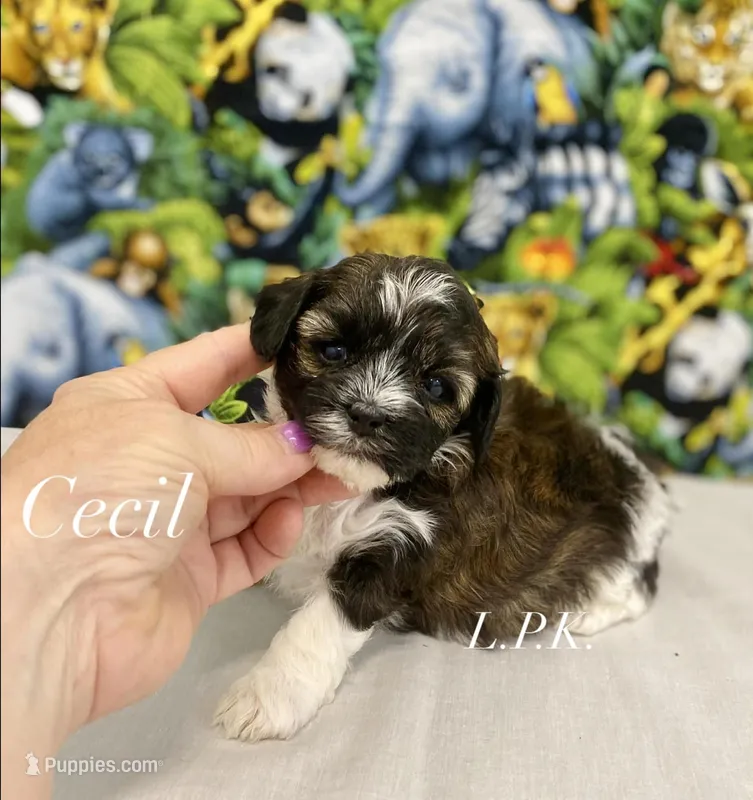 Tiny Cecil male yorkie poo – Yorkipoo puppy for sale in Winnsboro, LA