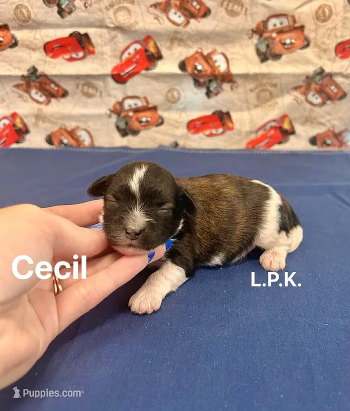 Tiny Cecil male yorkie poo – Yorkipoo puppy for sale in Winnsboro, LA