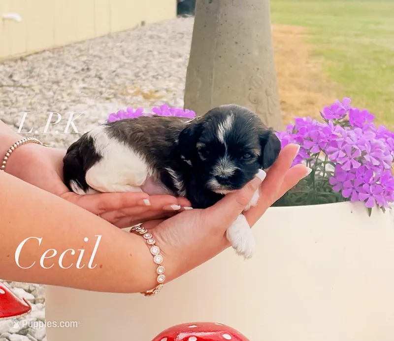 Tiny Cecil male yorkie poo – Yorkipoo puppy for sale in Winnsboro, LA