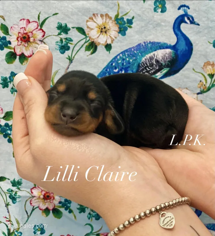 Mini Lilli Claire – Miniature Dachshund puppy for sale in Winnsboro, LA
