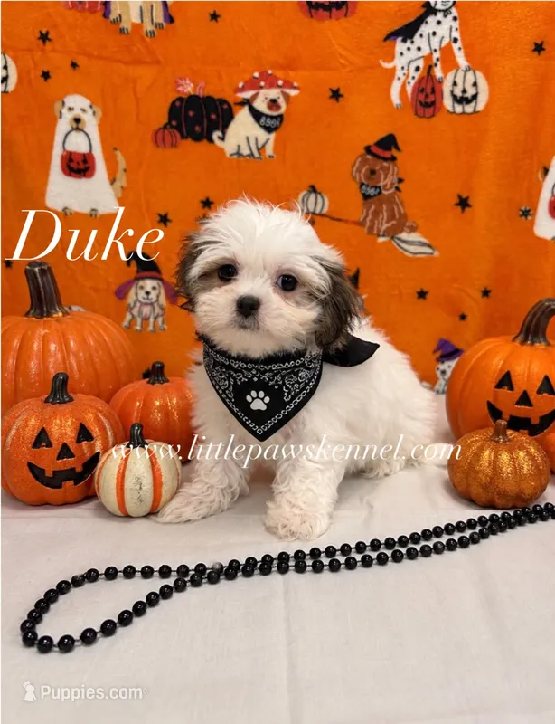 Tiny Duke – Mal Shi puppy for sale in Winnsboro, LA