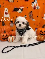 Tiny Duke, a male Mal Shi for sale in Winnsboro, LA – 1 of 3