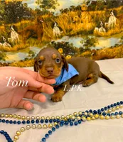 Mini Tom , a male Miniature Dachshund for sale in Winnsboro, LA – 1 of 1