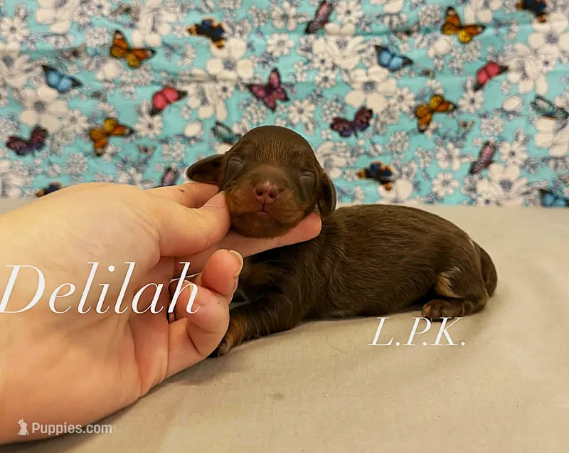 delilah – Miniature Dachshund puppy for sale in Winnsboro, LA