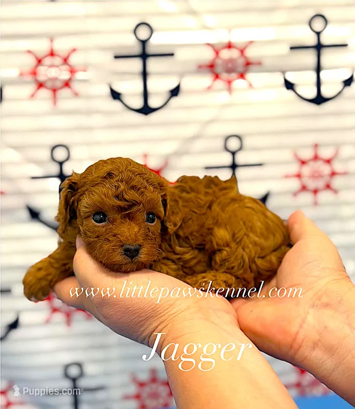 Tiny Jagger – Maltipoo puppy for sale in Winnsboro, LA