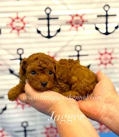 Tiny Jagger, a male Maltipoo for sale in Winnsboro, LA – 1 of 2