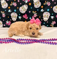 Tiny Arielle, a female Maltipoo for sale in Winnsboro, LA – 1 of 2