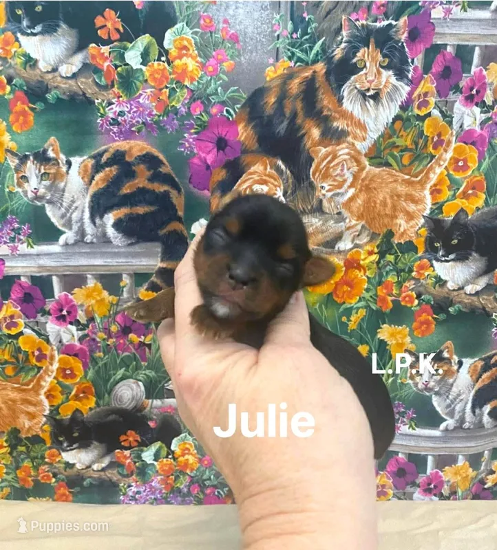 Tiny Julie Female, BBB Accredited , a female Yorkshire Terrier for sale in Winnsboro, LA – Photo 1 of 1