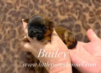 Bailey, a female Mal Shi for sale in Winnsboro, LA – 1 of 1