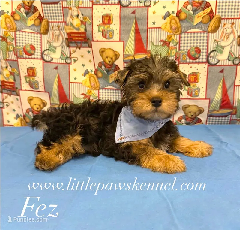 Mr. Fez male  – Yorkshire Terrier puppy for sale in Winnsboro, LA