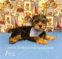 Mr. Fez male , a male Yorkshire Terrier for sale in Winnsboro, LA – 1 of 4