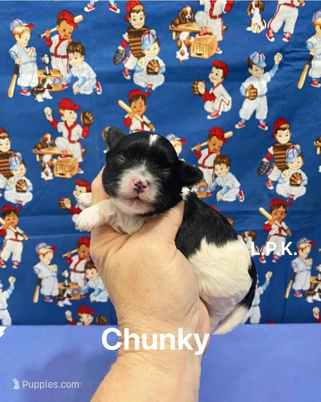 Tiny Chucky Male, BBB Acreditted, a male Maltipoo for sale in Winnsboro, LA – Photo 1 of 1