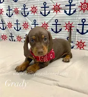 Mini Grady, a male Miniature Dachshund for sale in Winnsboro, LA – 1 of 3