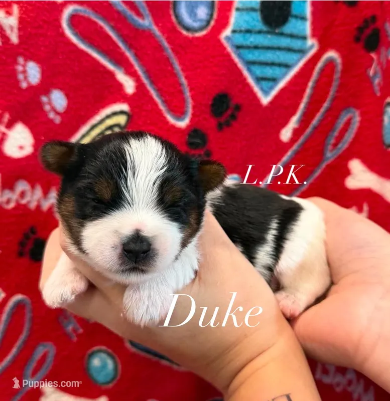 Duke – Yorkshire Terrier puppy for sale in Winnsboro, LA