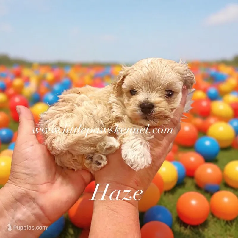 Haze – Maltipoo puppy for sale in Winnsboro, LA