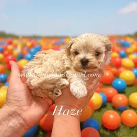 Haze, a male Maltipoo for sale in Winnsboro, LA – 1 of 1