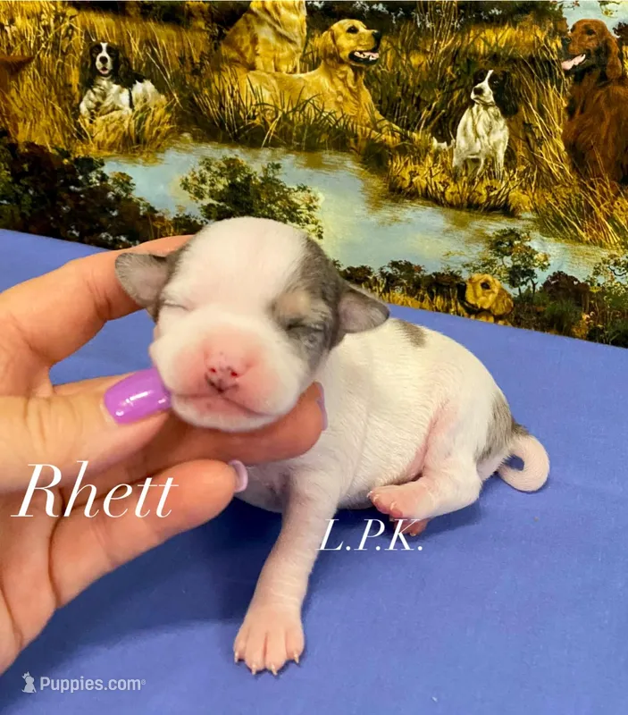 Tiny Rhett Male – Chihuahua puppy for sale in Winnsboro, LA