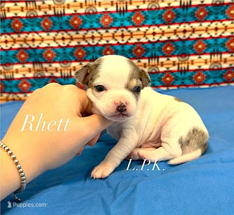 Tiny Rhett Male – Chihuahua puppy for sale in Winnsboro, LA