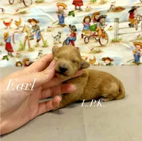 Earl, a male Maltipoo for sale in Winnsboro, LA – 1 of 1