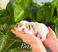 Tiny Baxter, a male Maltipoo for sale in Winnsboro, LA – 1 of 2