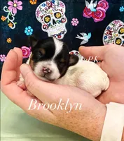 Tiny Brooklyn female, a female Yorkshire Terrier for sale in Winnsboro, LA – 1 of 1