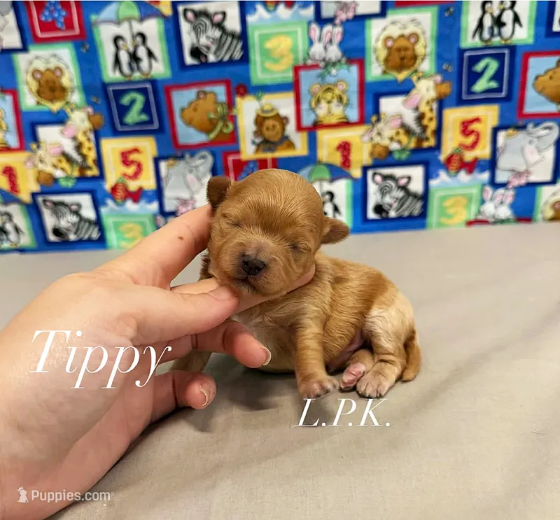 Tippy, a male Maltipoo for sale in Winnsboro, LA – 1 of 1