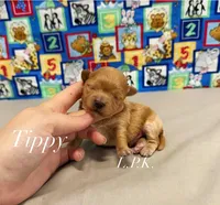 Tippy, a male Maltipoo for sale in Winnsboro, LA – 1 of 1