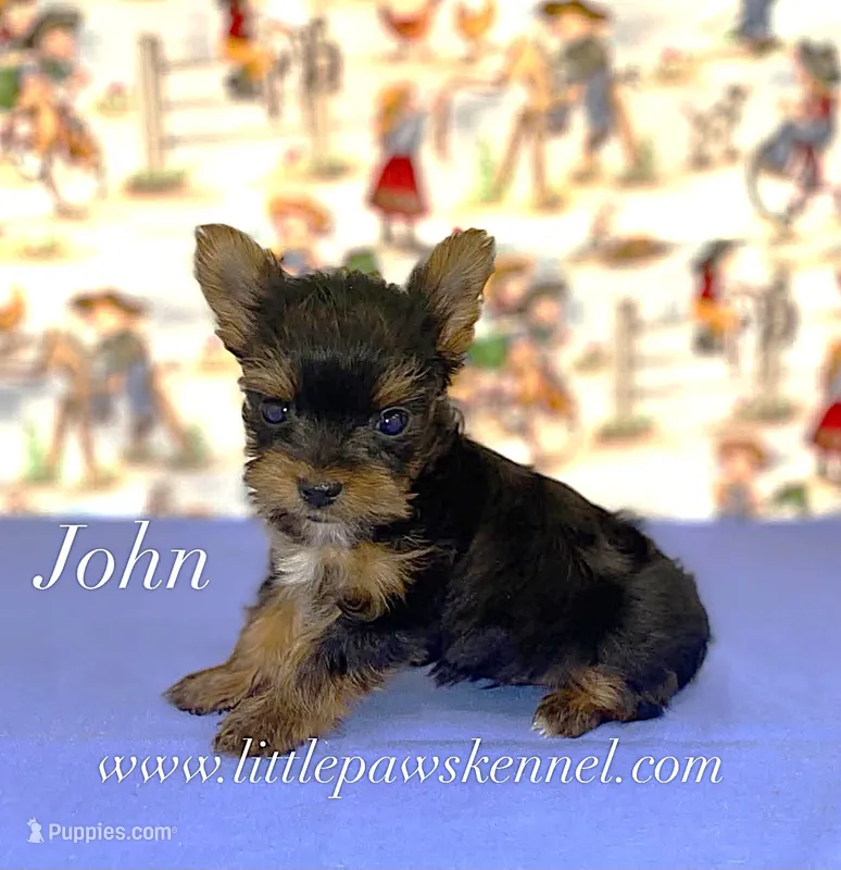 Tiny John  – Yorkshire Terrier puppy for sale in Winnsboro, LA