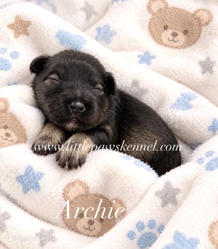 Mini Archie – Miniature Schnauzer puppy for sale in Winnsboro, LA