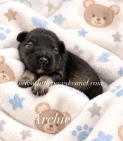 Mini Archie, a male Miniature Schnauzer for sale in Winnsboro, LA – 1 of 1