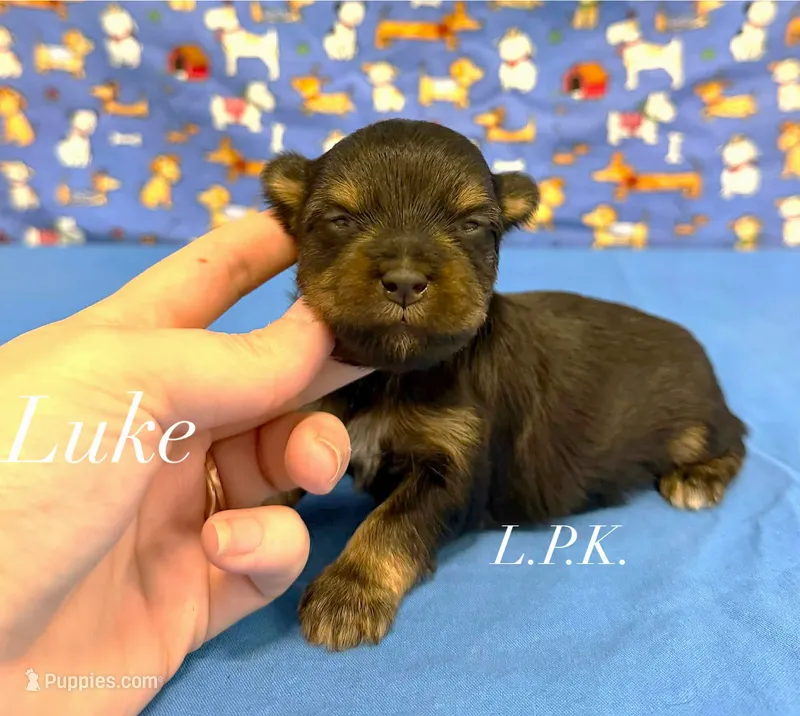 Tiny Luke male – Yorkshire Terrier puppy for sale in Winnsboro, LA