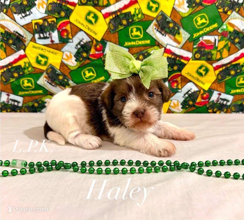Tiny Haley female – Shih Tzu puppy for sale in Winnsboro, LA
