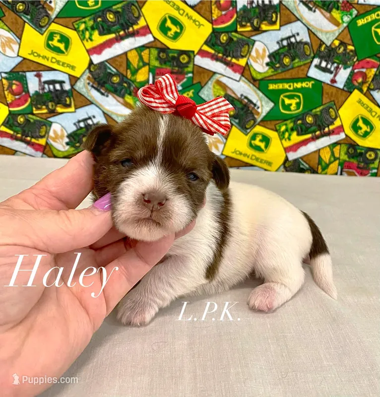 Tiny Haley female – Shih Tzu puppy for sale in Winnsboro, LA