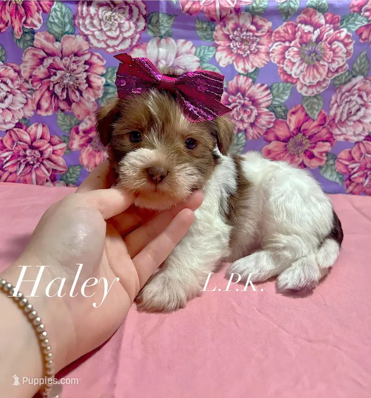 Tiny Haley female – Shih Tzu puppy for sale in Winnsboro, LA